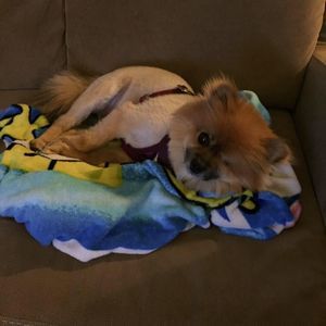 Meet your Posher, Jean